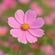 코스모스 꽃말
