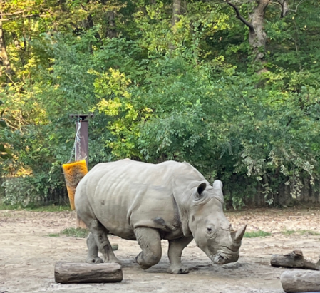 과천) 서울대공원 동물원