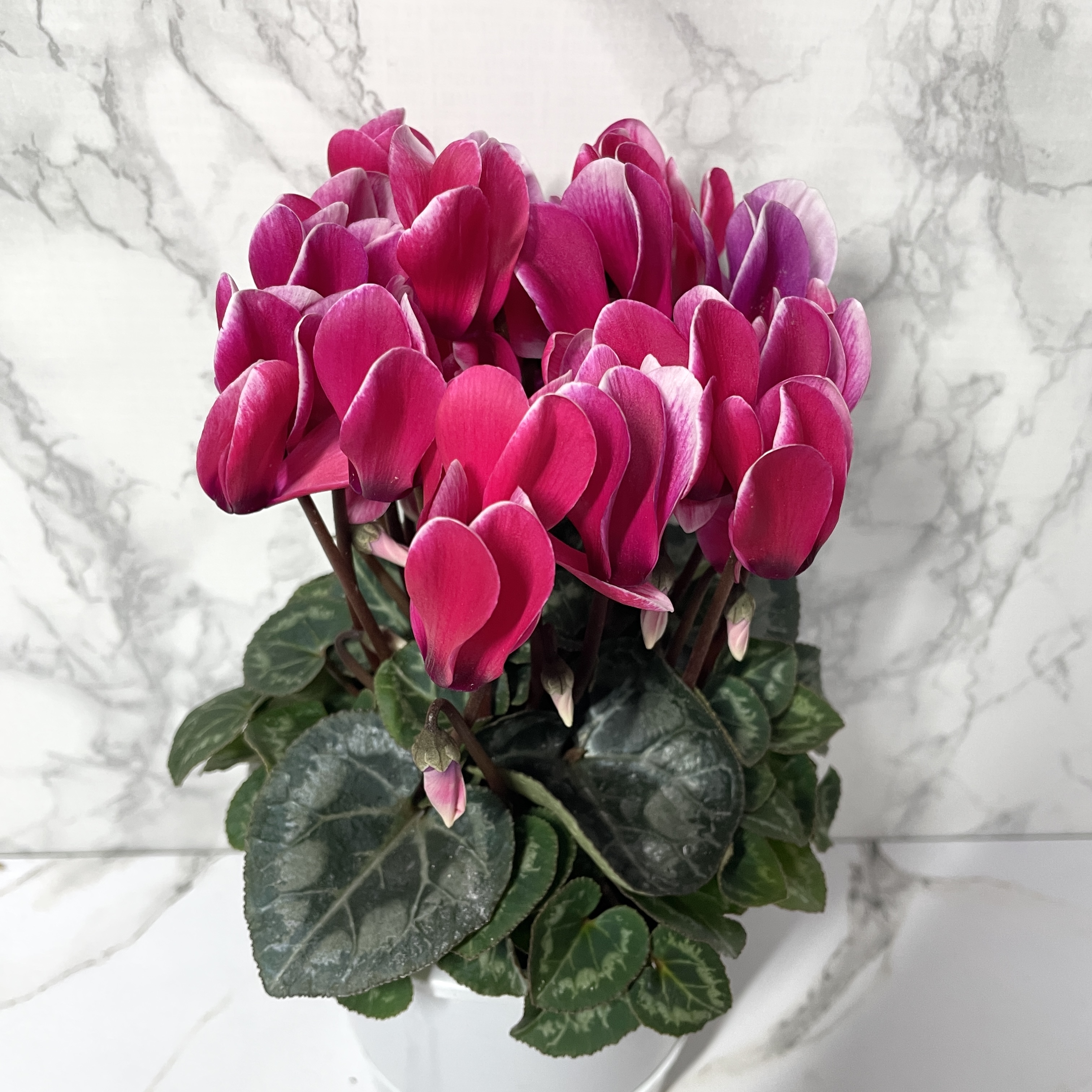 시클라멘 키우는 법