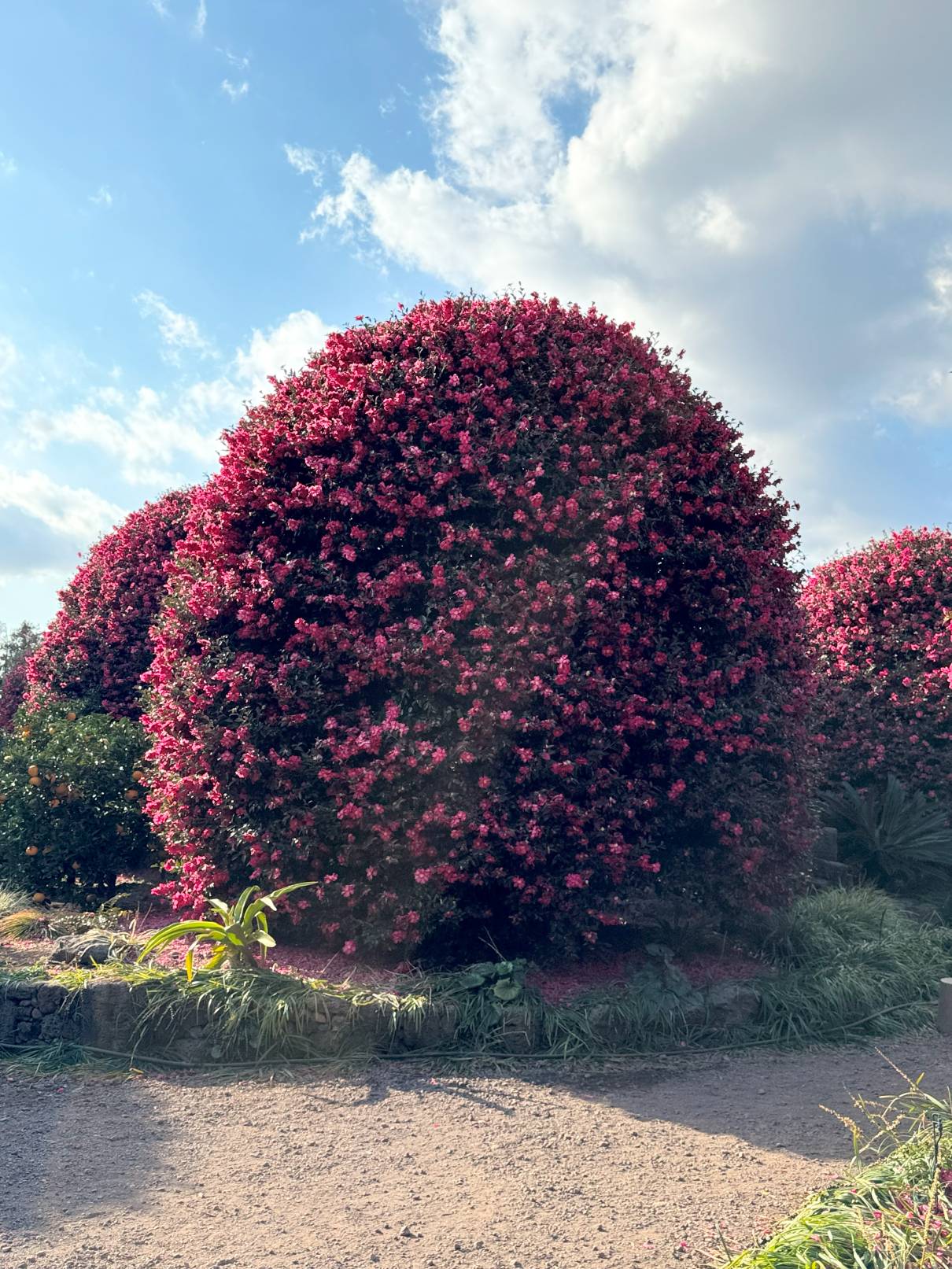제주 동백수목원 동백꽃 사진3