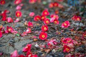 강진 백련사 동백축제 기본일정과 프로그램 소개