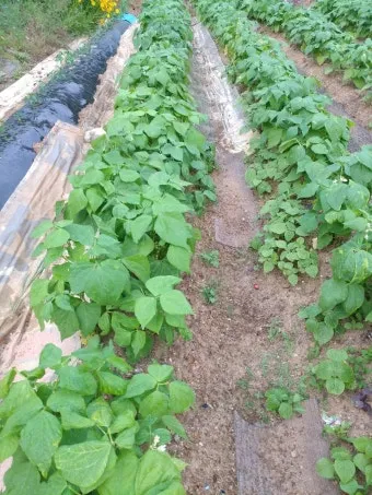 강낭콩 재배 파종 간격 잡초 억제 멀칭 요령_2