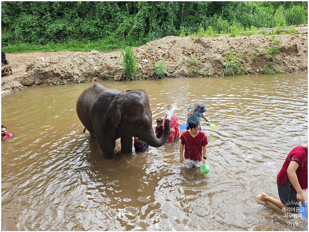 치앙마이 코끼리 보호구역