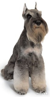 ▲ 강아지 종류 및 품종별 특징 총정리: 나에게 맞는 반려견 고르는 법 (사진 : 네이버 지식백과)