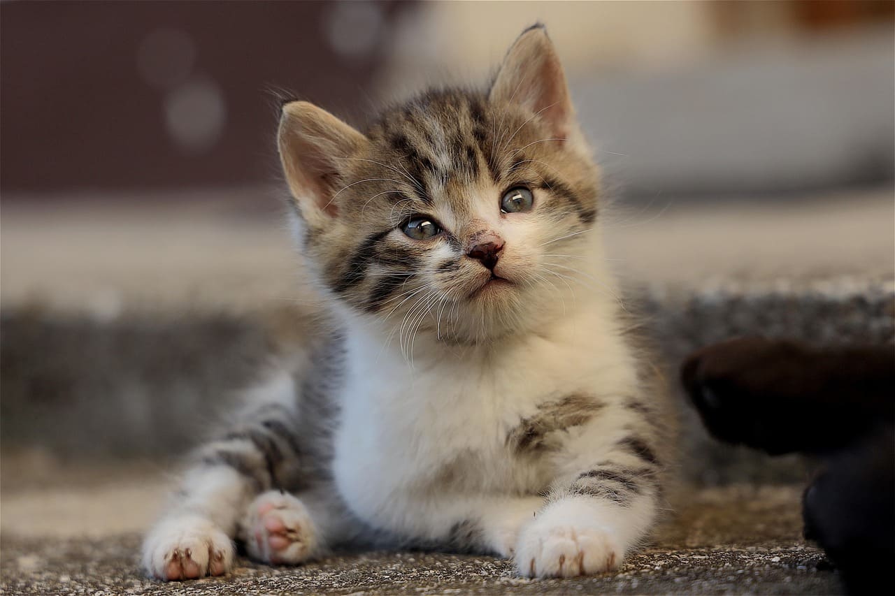 고양이 고환염이란?