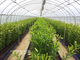 백합 재배 비늘줄기 분주 일조량 관리 절화 수확_5