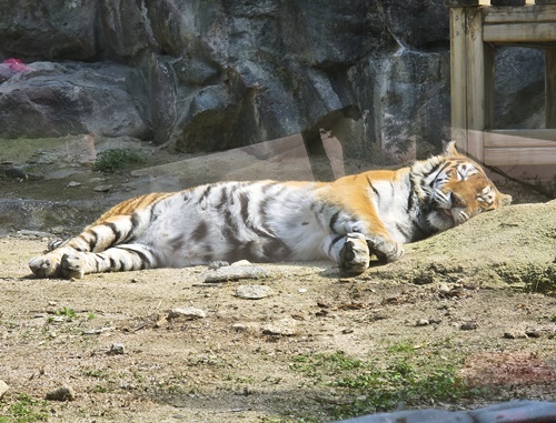 과천서울대공원동물원호랑이잠
