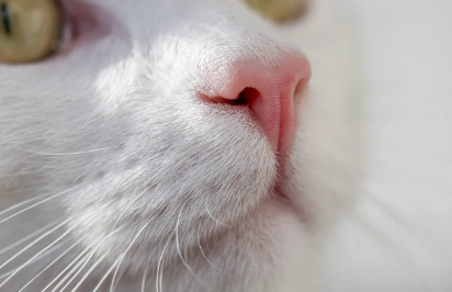 고양이의 콧구멍