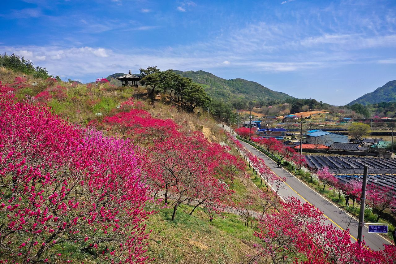 금산군-홍도마을-홍도화