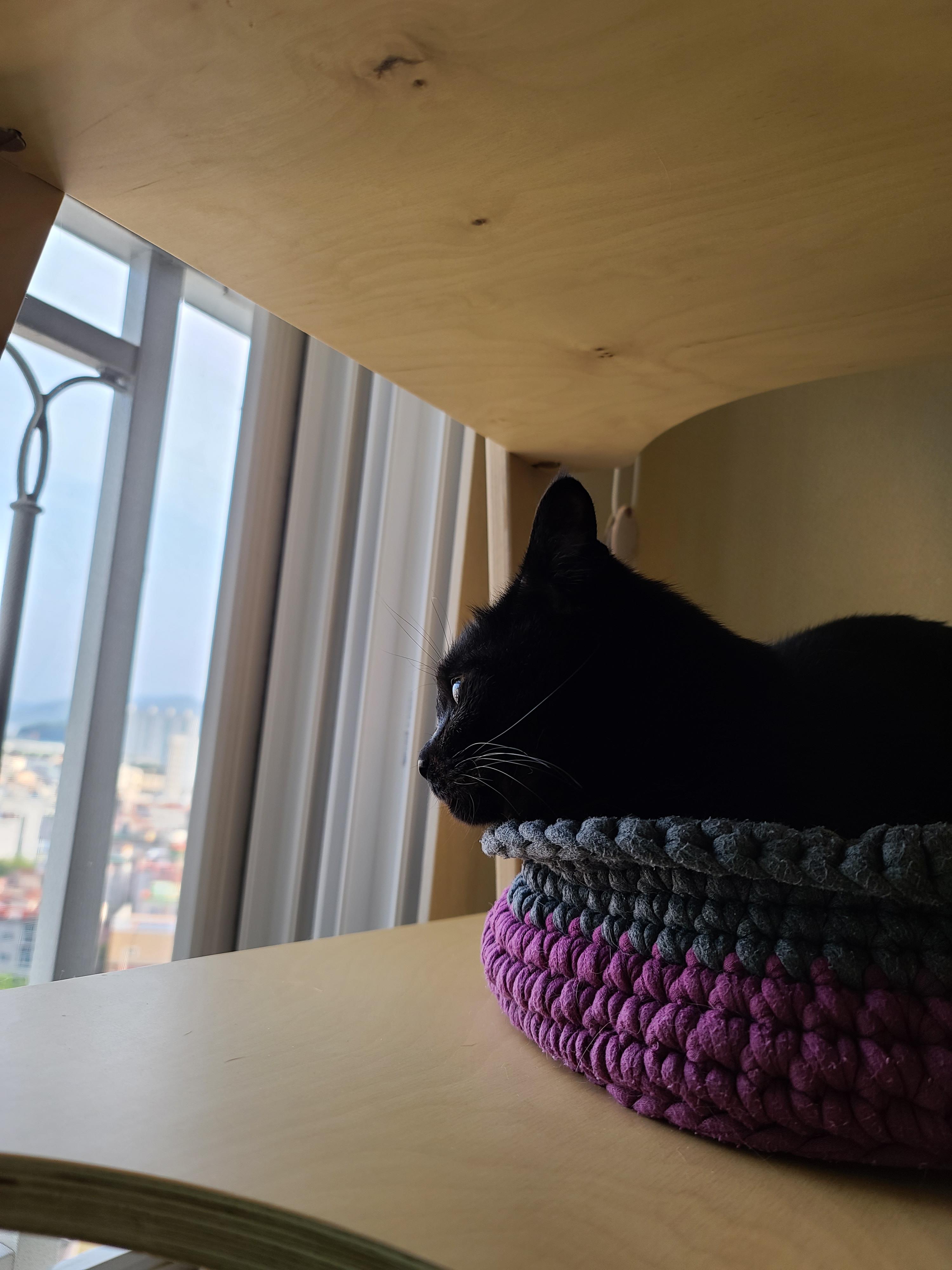 엄마가 만들어준 바구니 제대로 사용하는 고양이 건이.