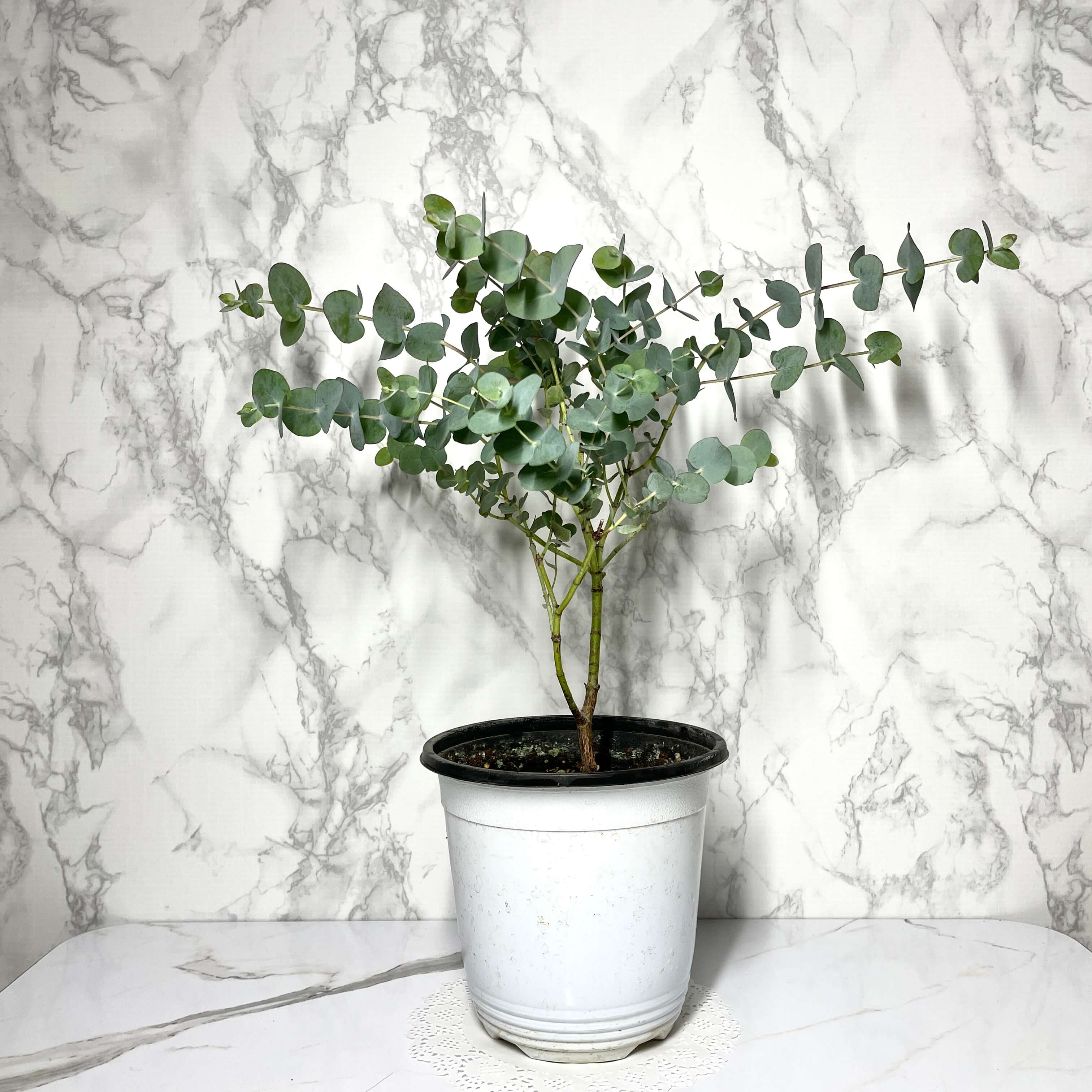 유칼립투스 키우기