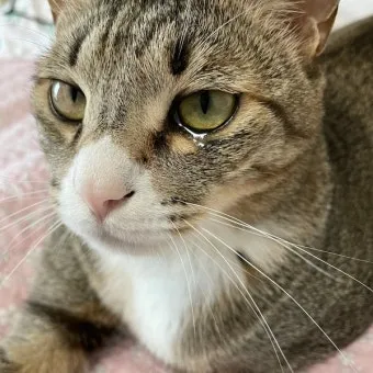 고양이가 눈물 흘리는 이유 눈물관리 가이드_8