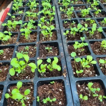 텃밭 상추 키우는 법 파종 간격 수확 연속수확 요령_5