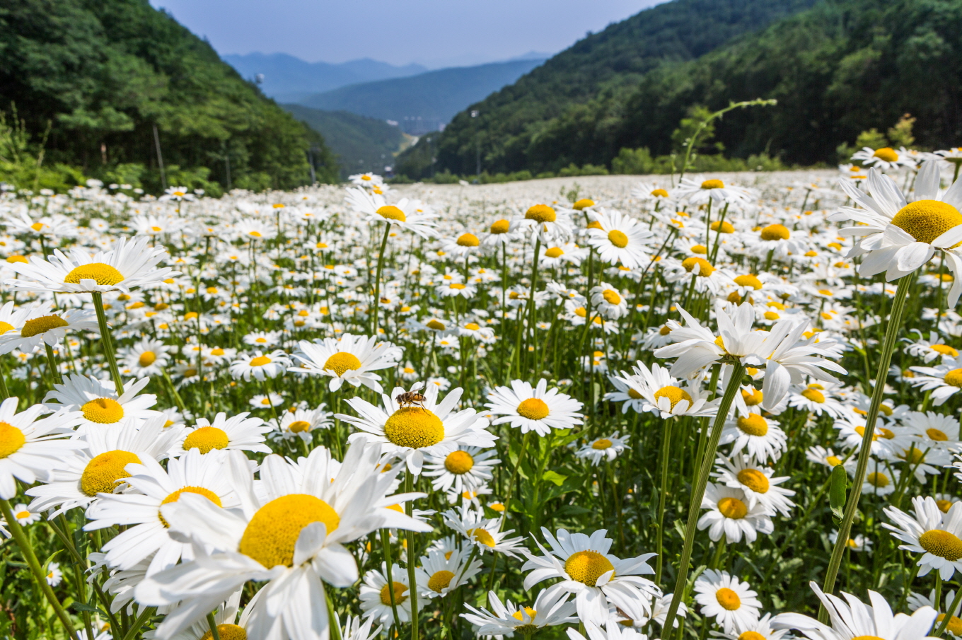 하이원리조트 샤스타데이지1