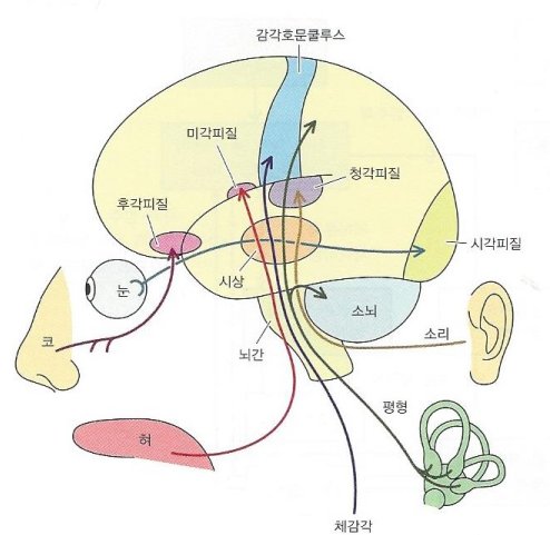 감각 통합과 뇌의 발달