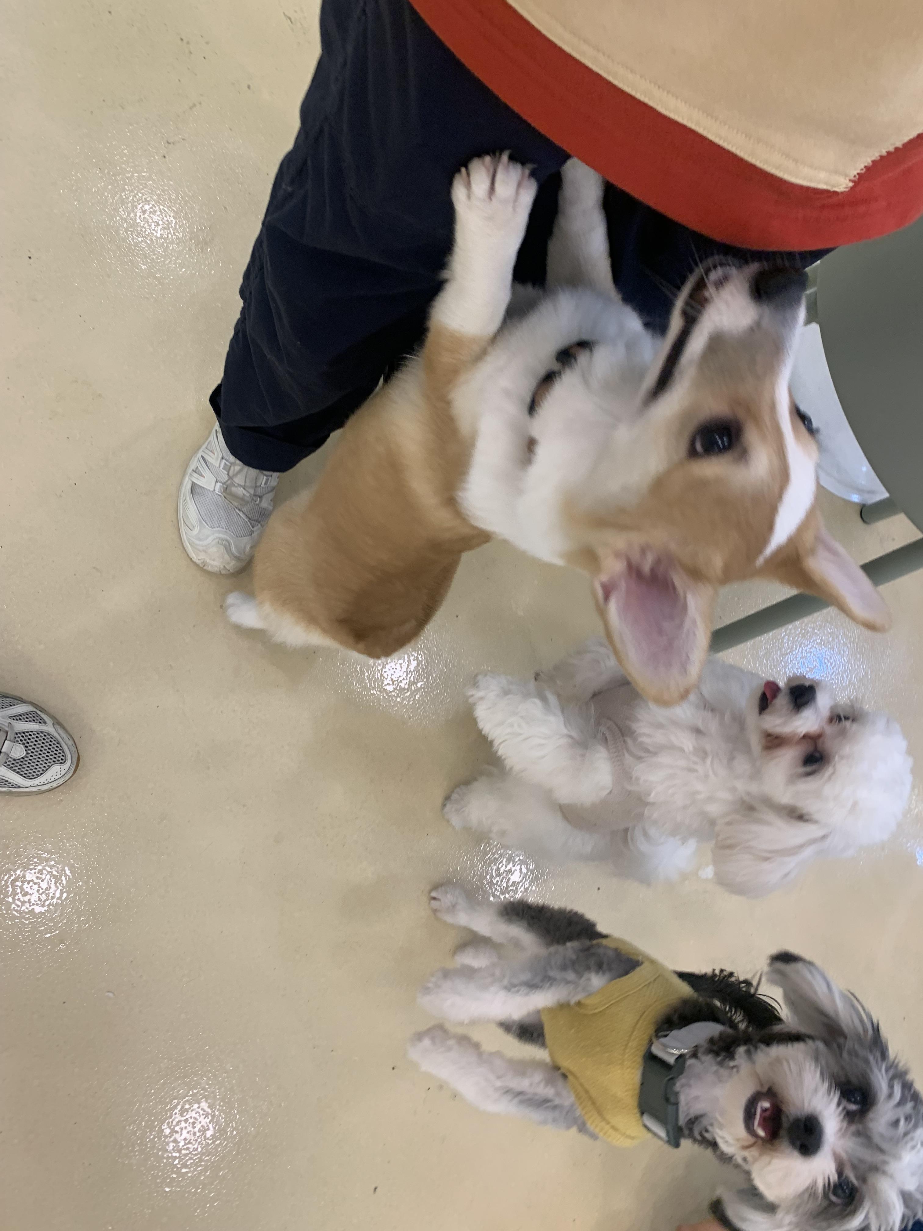 부천 부천시청 애견카페 애견유치원 애견호텔 멍스냅