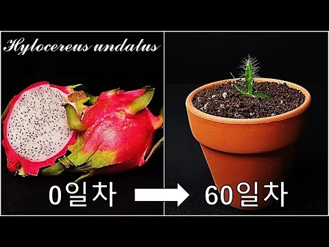 용과의 효능 총정리 피부 혈당 장건강에 좋은 이유와 먹는법_7