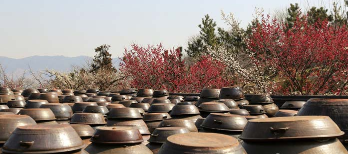 여수 오동도 와 광양 매화마을