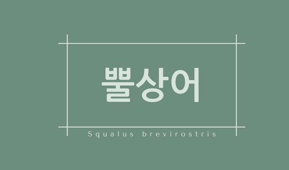 뿔상어(Squalus brevirostris)