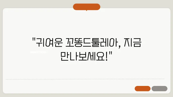 꼬똥드툴레아분양 활발한 친구 목동꼬똥드툴레아분양