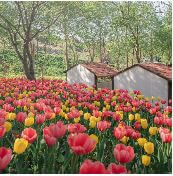 억만송이 봄꽃의 향연! 2025 피나클랜드 봄꽃축제