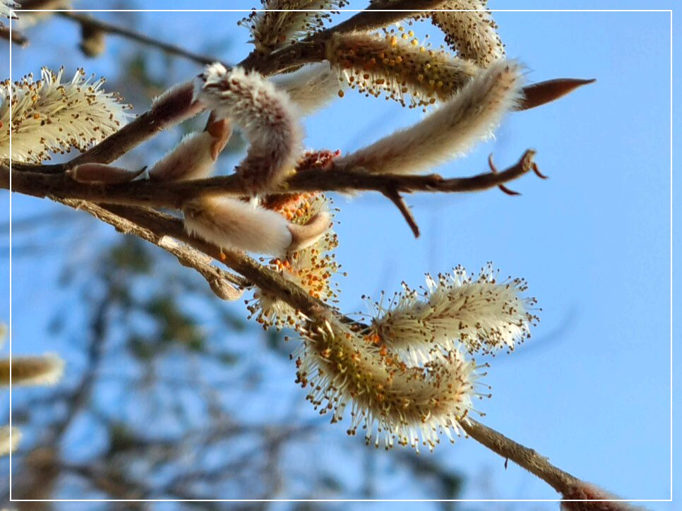 갯버들 버들강아지 꽃말 봄꽃