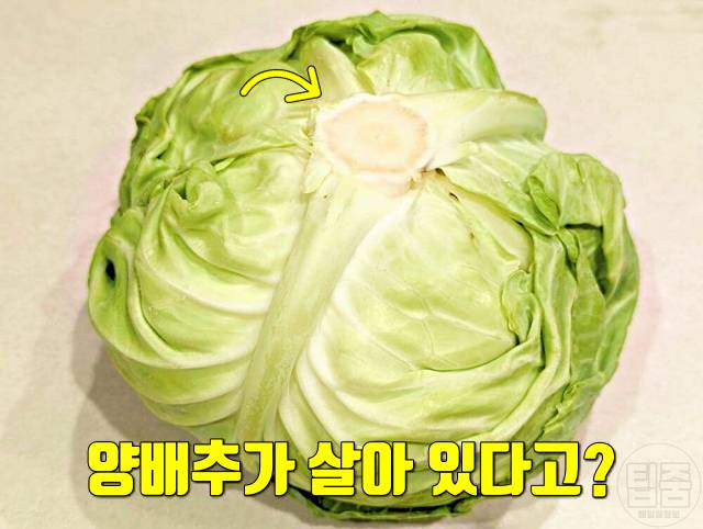 양배추 보관법 한달 양배추보관기간