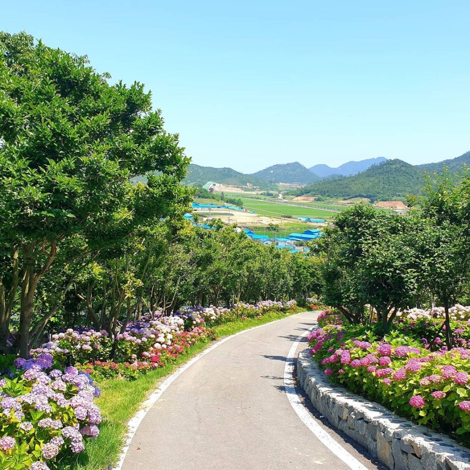 도초도 수국축제