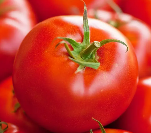 토마토(1)