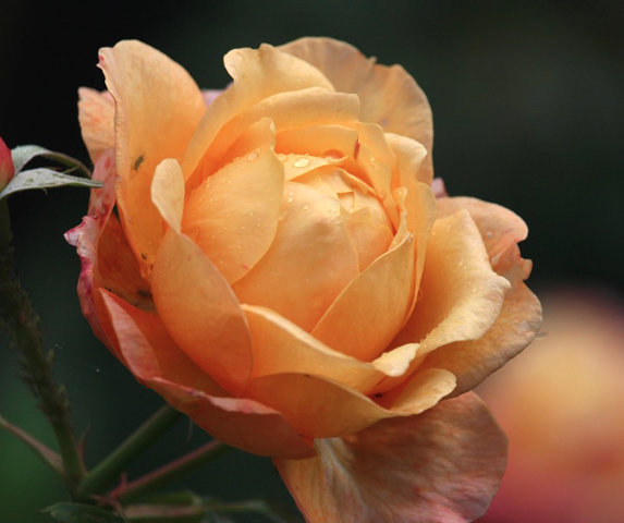 2025 부천 백만송이 장미축제