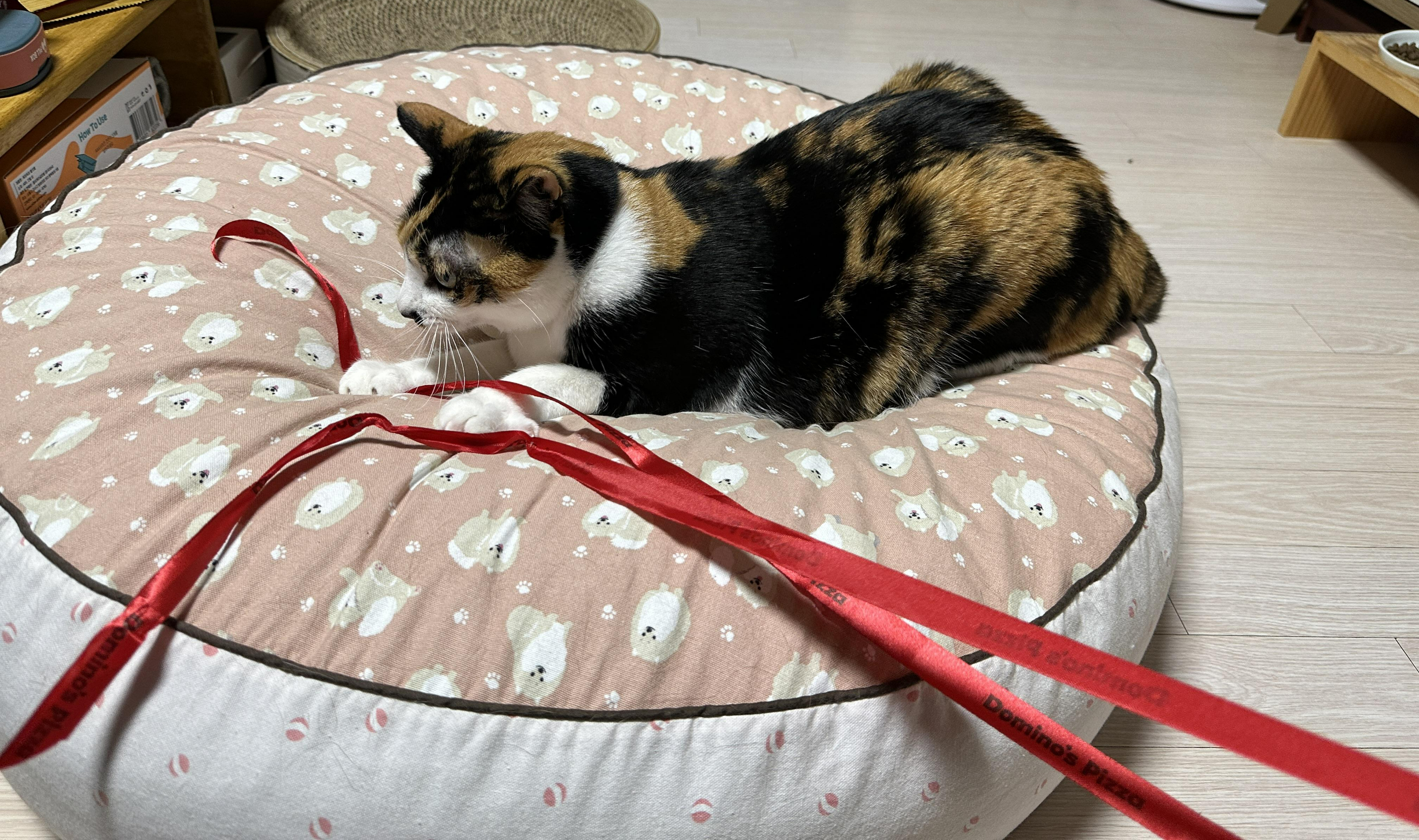 리본-끈-하나로-장난꾸러기로-변해-버린-호야-(feat.-많이-밝아진-다다)