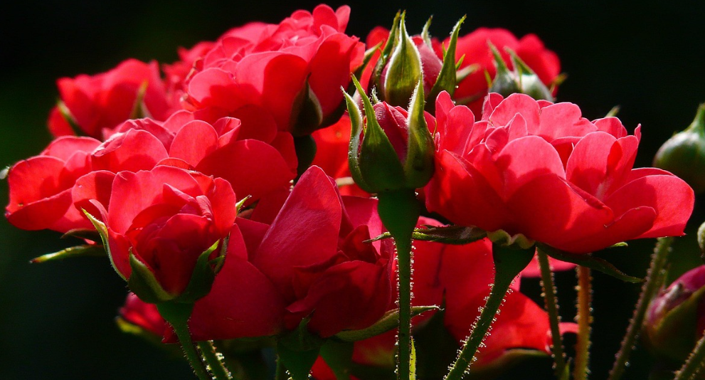 장미 – 아프로디테의 꽃, 사랑과 슬픔의 이중 향기