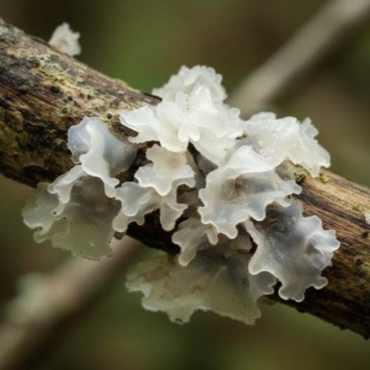 흰목이버섯, 전통과 과학이 만나다