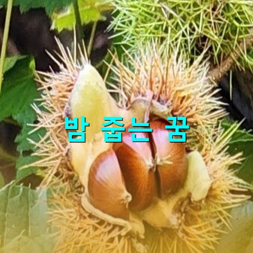 잘-익은-밤송이가-쫙-벌어지며-반짝이는-갈색-밤-세개의-자태를-드러내는-모습