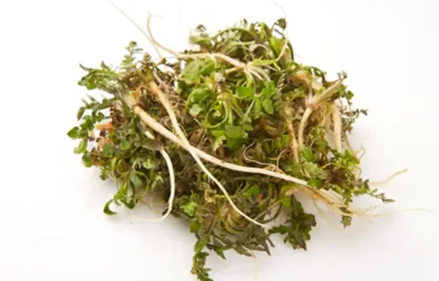 소만 절기 뜻과 의미