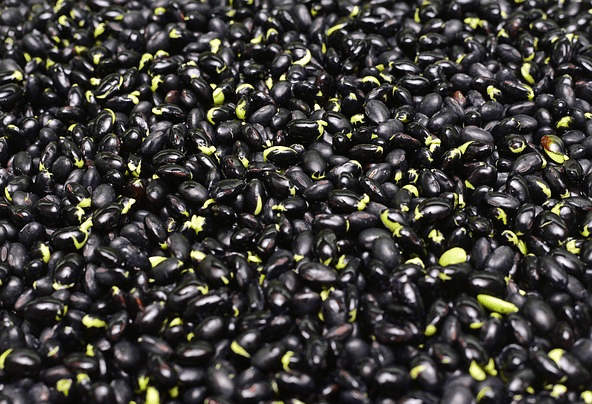 검은콩들이 한가득 쌓인 모습이다. 온통 까만색이고 부분적으로 연두색 속살이 보인다.