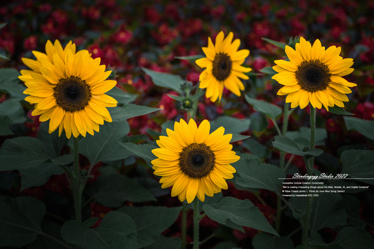 #꽃 #공원 #해바라기 #이슬 #함양 #상림공원