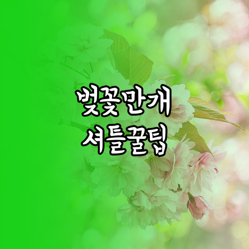 진해 군항제 축제 일정 벚꽃 만개 시..