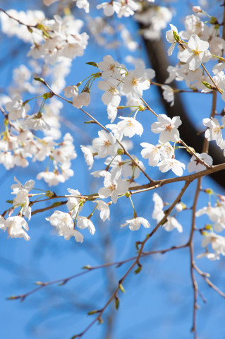 구례-300리-벚꽃축제