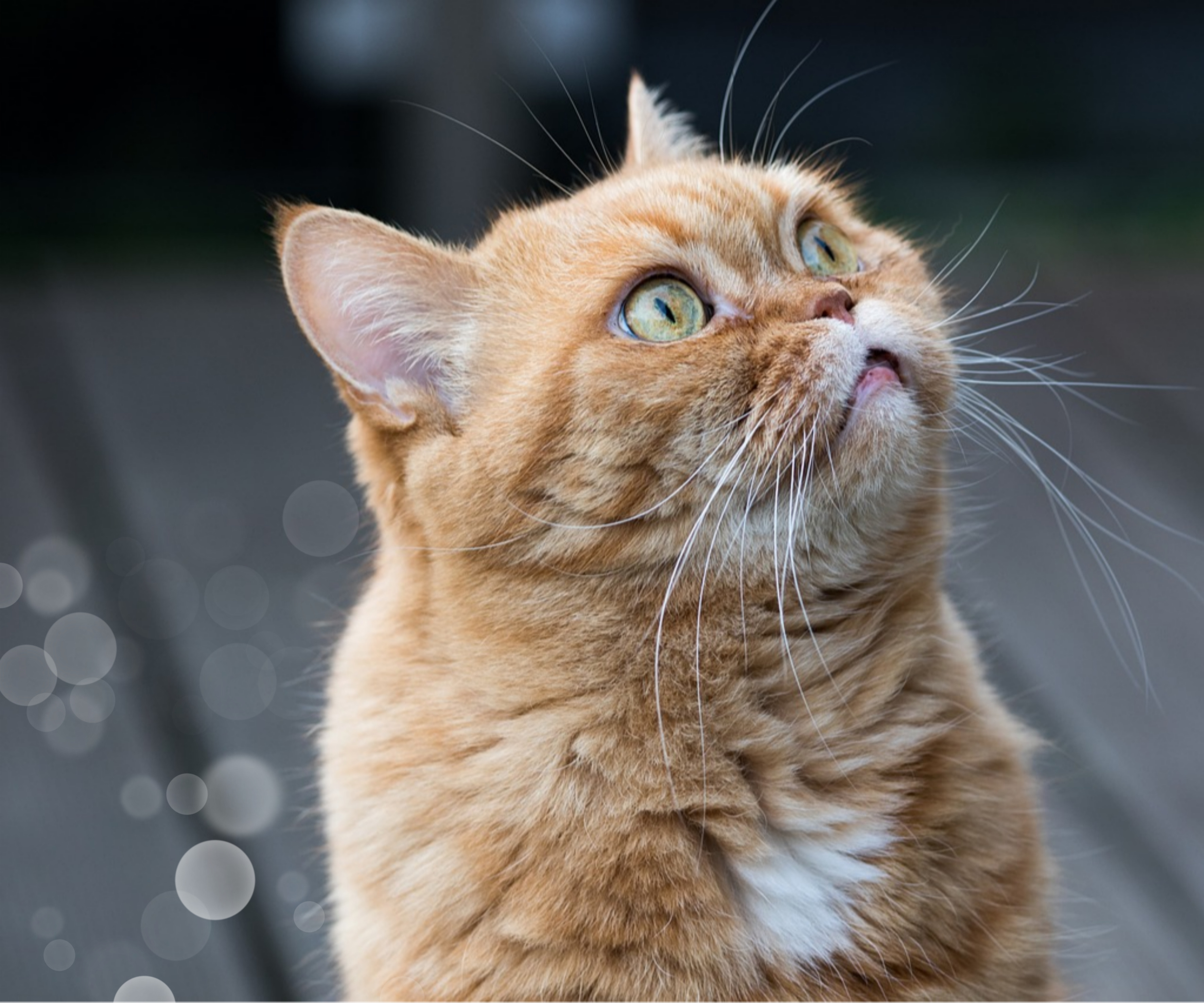 펫 테라피 들어보셨나요? 반려동물이 정신건강에 미치는 영향