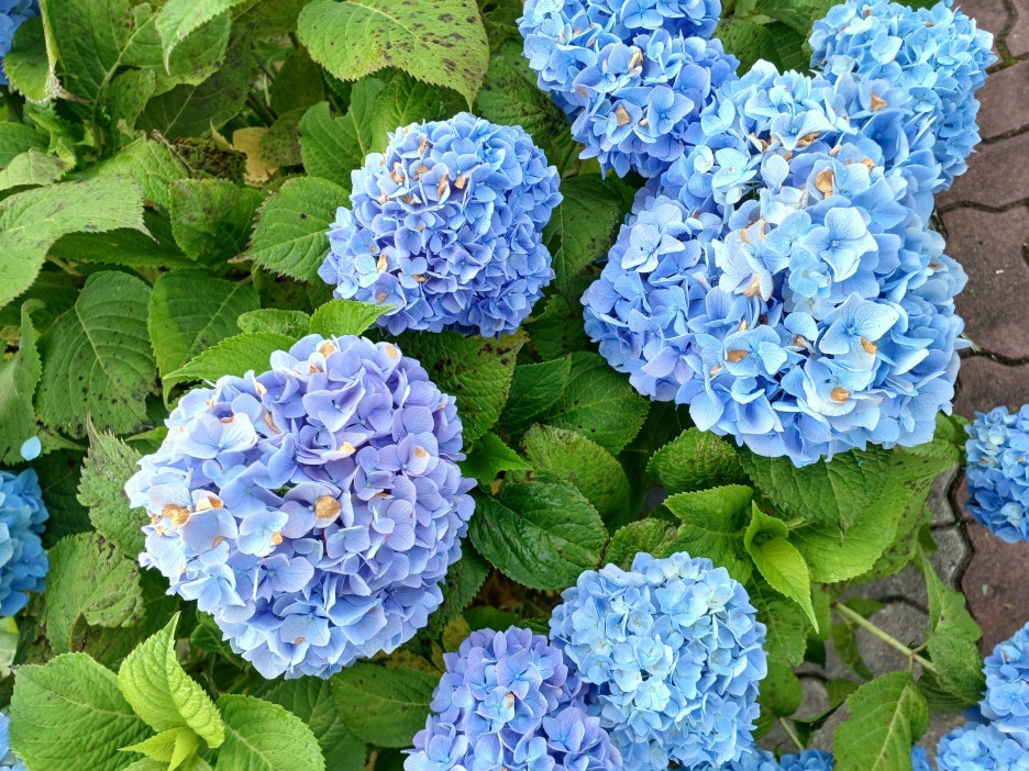 제주도 수국! 20245놓치면 후회할 명소