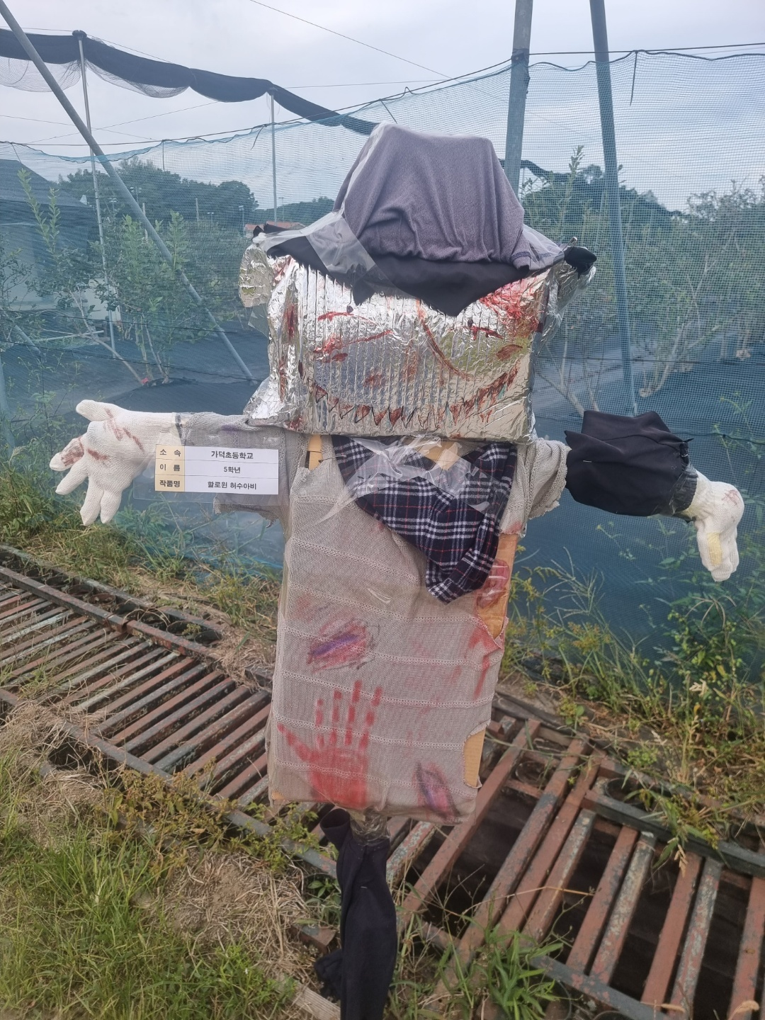 가덕 코스모스 (청주 코스모스길)