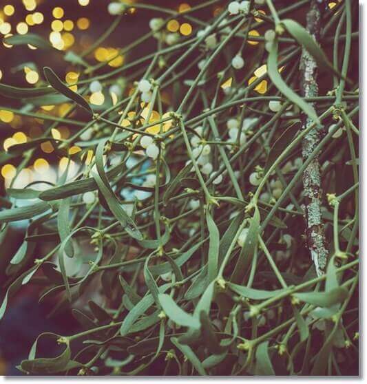 겨우살이 효능 및 활성 성분 활용법과 주의점