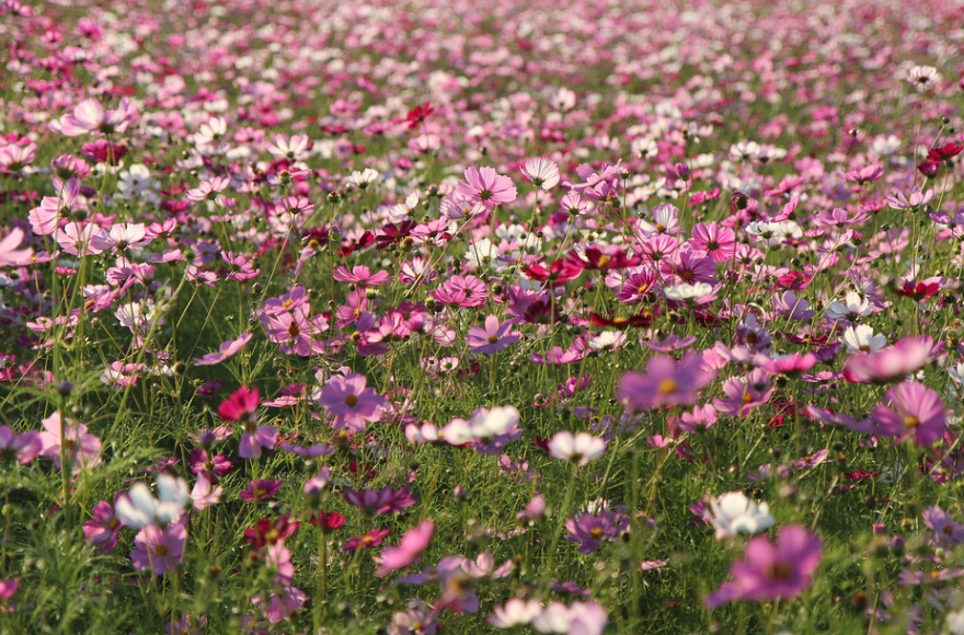 수도권 봄철 나들이: 서울숲, 하늘공원, 카페