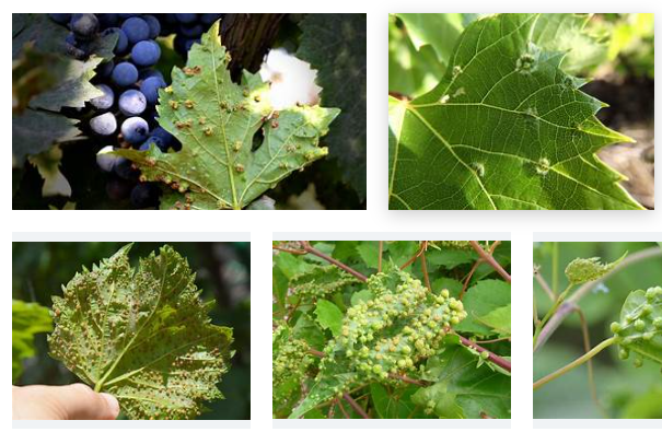 Phylloxera Search Results