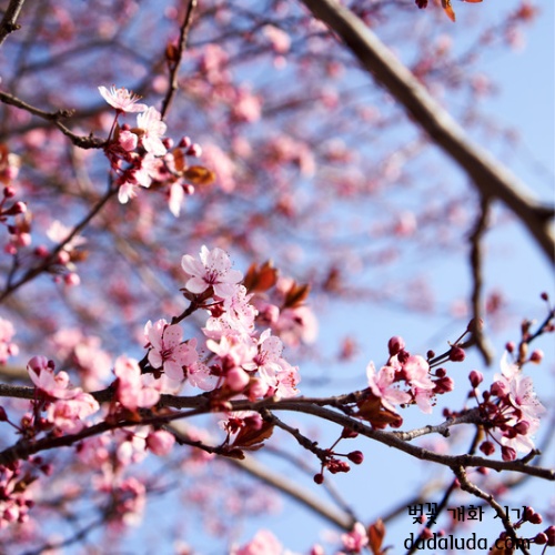 벚꽃 개화 시기 2025 인천 벚꽃 구경 볼만한 곳