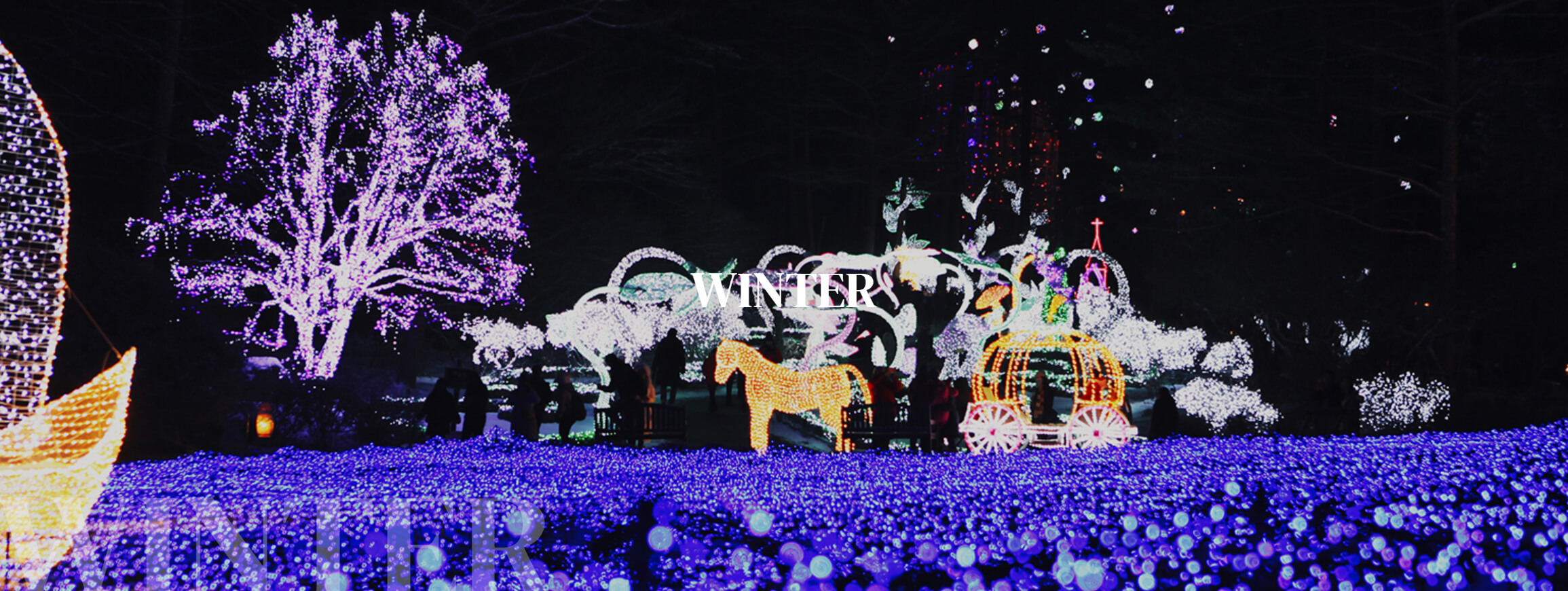 아침고요수목원의 겨울밤, 오색별빛정원전의 화려한 조명으로 꾸며진 나무와 말 모형. 빛으로 장식된 환상적인 야경