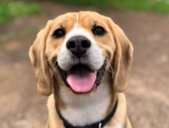 강아지 무료분양 사이트 책임비