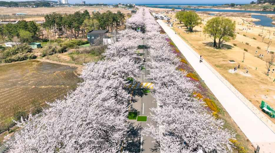 양양 남대천 벚꽃축제