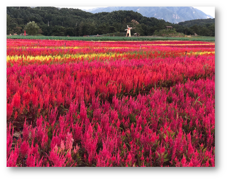 철원 고석정 꽃밭4